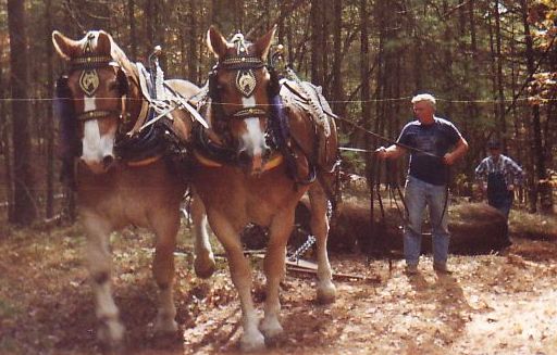Logging with horses