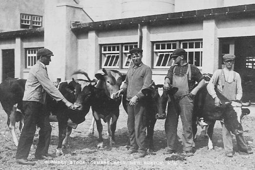 J.R.'s cement barn - Gurnsey cows