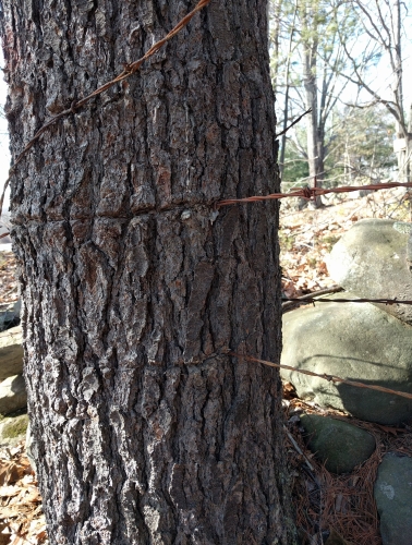 Black Gum tree