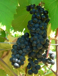 Foch grapes